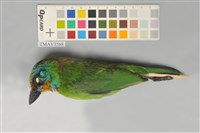 藏品(五色鳥)的圖片